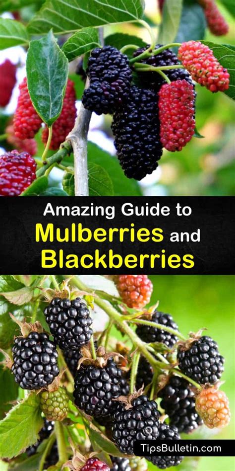 Mulberries Vs Blackberries What Are The Differences
