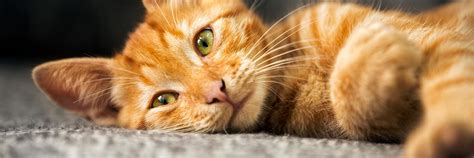 Orange tabby cats are loved by everyone! Orange Cat Names - 100 Pawesome Names for Your Ginger ...