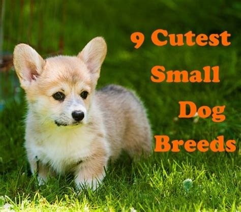 9 Of The Cutest Small Dog Breeds Pethelpful By Fellow Animal Lovers