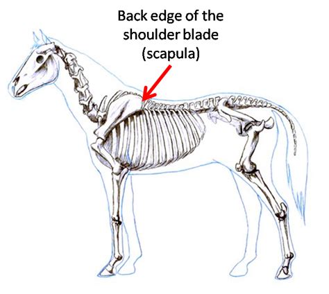 Pin By Wade Ryer On Centaur Horse Care Horse Anatomy Horses