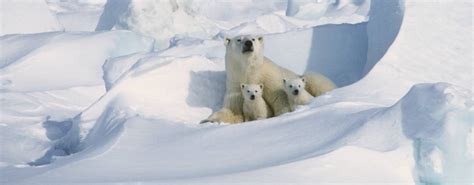 Population Studies Polar Bears International