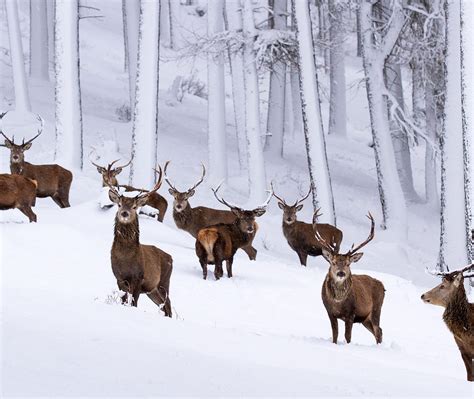 Snow Stags Bing Wallpaper Download