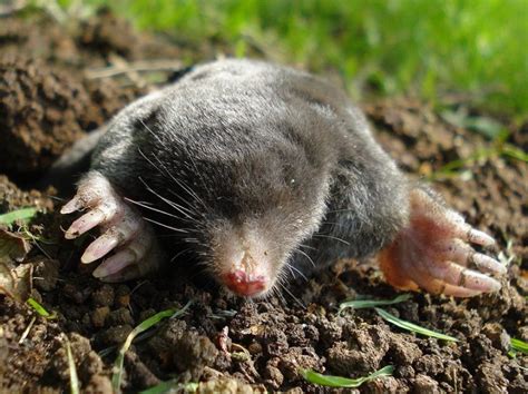 How To Get Rid Of Ground Moles With Dawn Soap And Other Elements