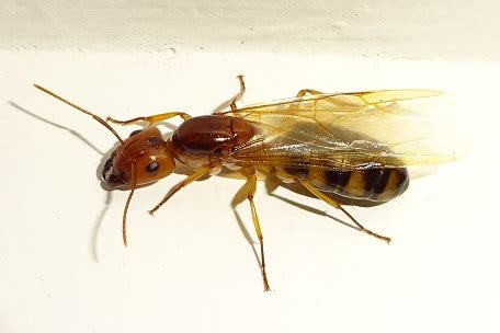 Camponotus Maculatus Antcheck Info
