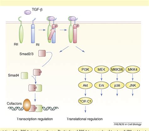 Figure I From New Regulatory Mechanisms Of Tgf Beta Receptor Function