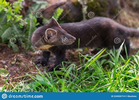 American Pine Marten Martes Americana Kit Turns In Grass Close Up