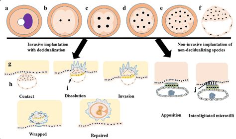 Embryo Implantation Stages