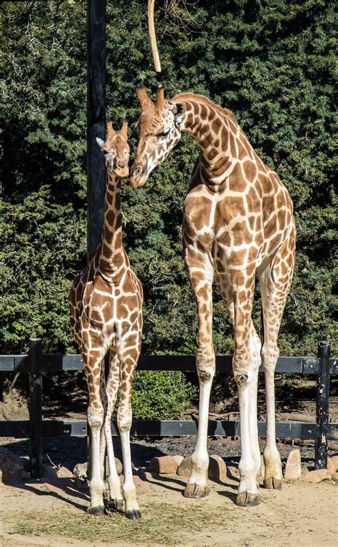 Giraffes Mother And Child Love Free Photo On Pixabay