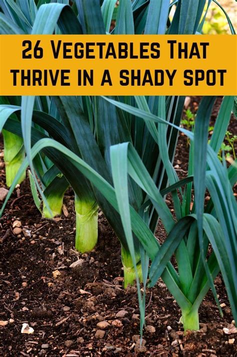 26 Vegetables To Grow In The Shade Artofit