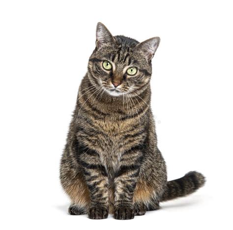 Tabby Crossbreed Cat Sitting In Front And Looking At Camera Isolated