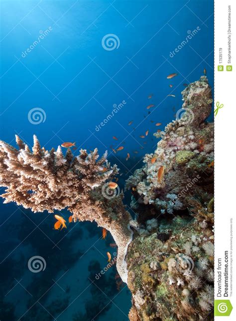 Tropical Marine Life In The Red Sea Stock Image Image Of School
