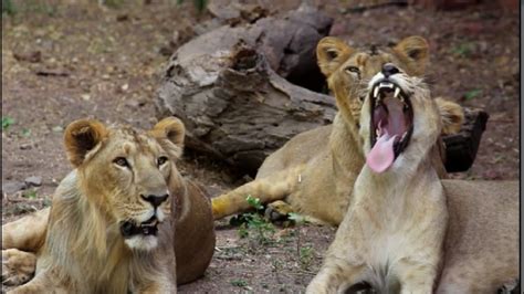 Lions Videos At Nehru Zoological Parkwild Animals At The