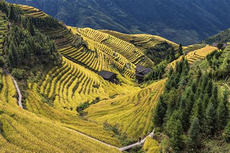 China Longsheng County Terraced Rice Field Hd Wallpaper