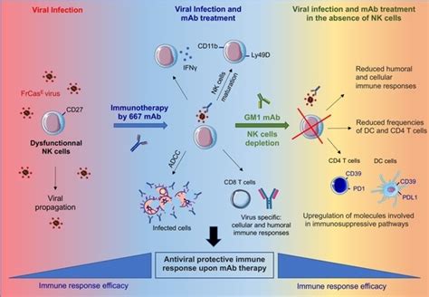 Vaccines Free Full Text Immunomodulatory Role Of Nk Cells During