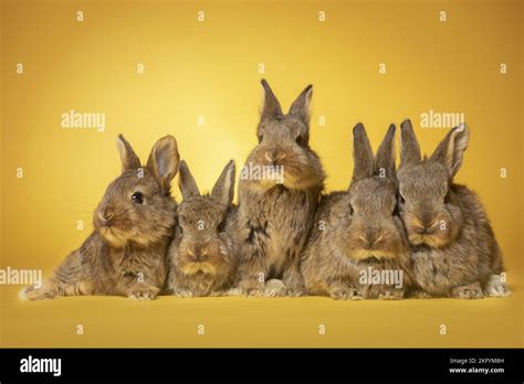 5 Young Rabbits Stock Photo Alamy