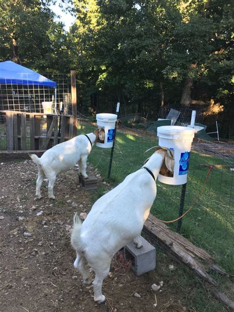 Homemade Grain Feeders For Goats Goat Barn Pygmy Goat Goat House