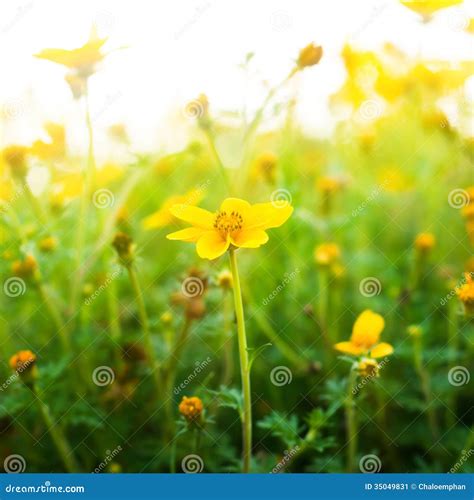Flower Background With Sun Rays Stock Image Image Of Floral
