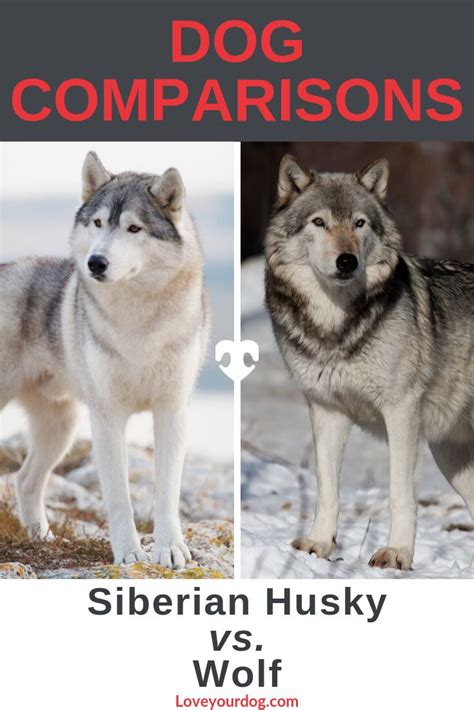 Siberian Husky Vs Wolf Are They Related Differences And Similarities