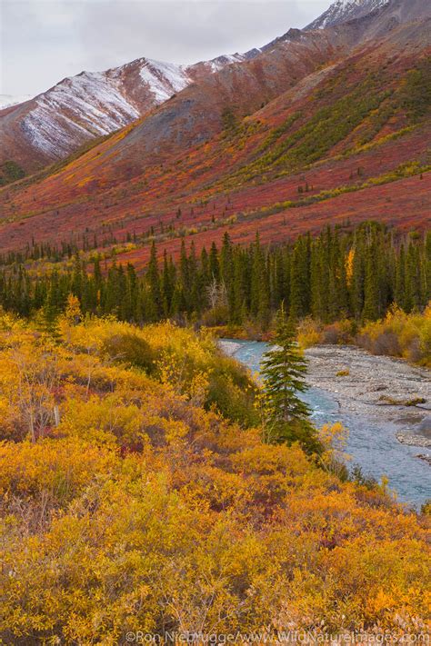 Autumn Landscape Alaska Ron Niebrugge Photography