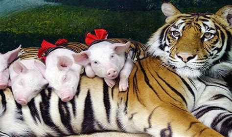 These Piglets Thought A Fully Grown Tiger Were Their