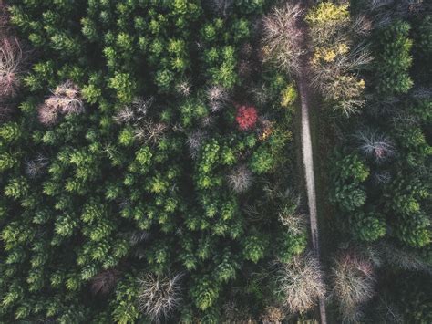 Download Wallpaper 1600x1200 Forest Road Aerial View Trees Treetops