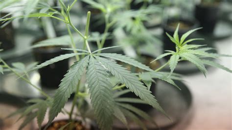 Quiet harvest: Florida's first medical marijuana crop cut up and stored
