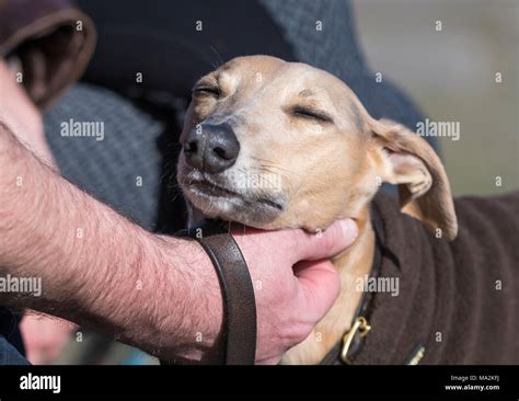 Whippet Dog Being Petted By The Owner Scratching Its Head Petting A