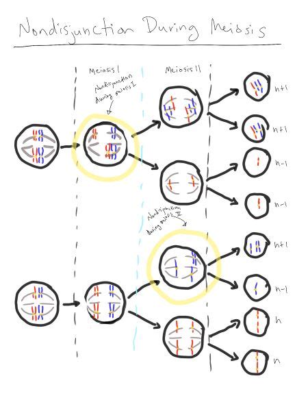 What Would Be The Possible Gametes At The End Of Meiosis If Nondisjunction Occurred At Meiosis