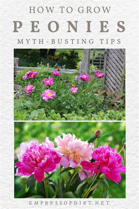 Pink Peonies Growing In The Garden Planting Peonies Growing Peonies