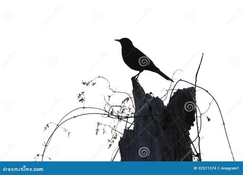 Blackbird Silhouette Stock Photo Image Of Male Backlit 32511374