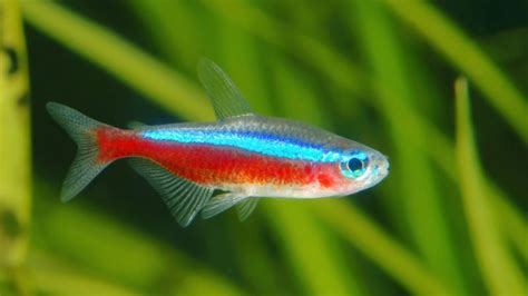 Neon Tetra Fish Male And Female Top 3 Tips To Tell