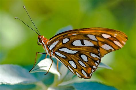 Agraulis Vanillaegulf Fritillary Butterfly By Eyal Nahmias Redbubble