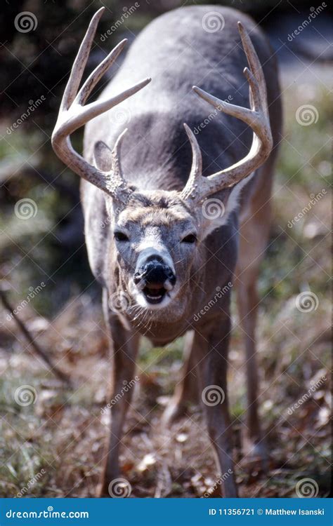 Portrait Of A Whitetail Buck Stock Image Image Of Deer Great 11356721