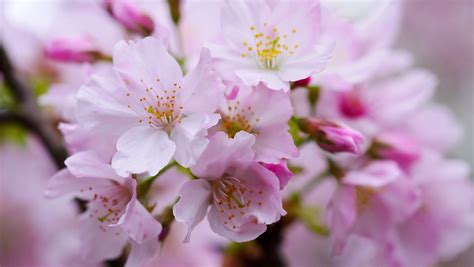 Pink Cherry Blossom In Closeup Photography Yoshino Cherry Hd Wallpaper