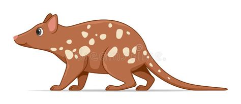 Quoll Animal Standing On A White Background Stock Illustration