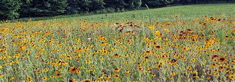 Wildflowers And Wildlife At A New Home Wild Flowers American