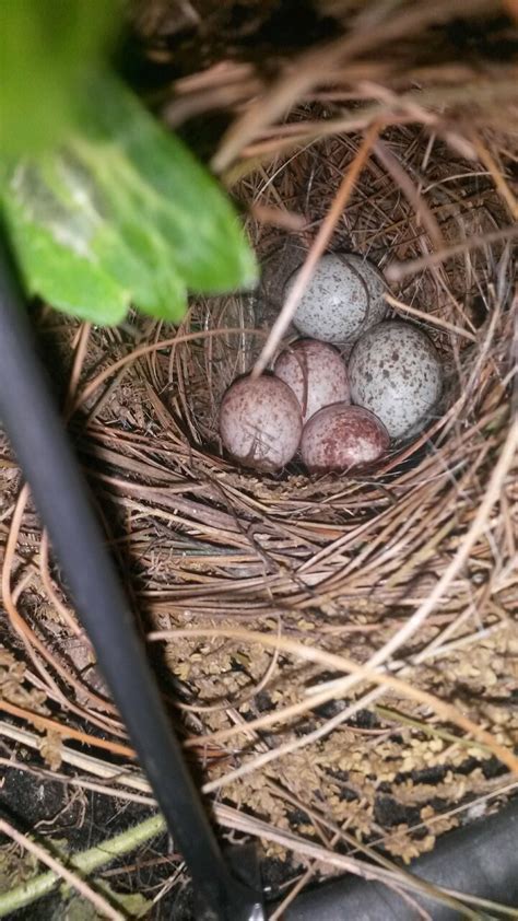 Carolina Wren Nest On My Porch Ive Seen One Lets Go Birding