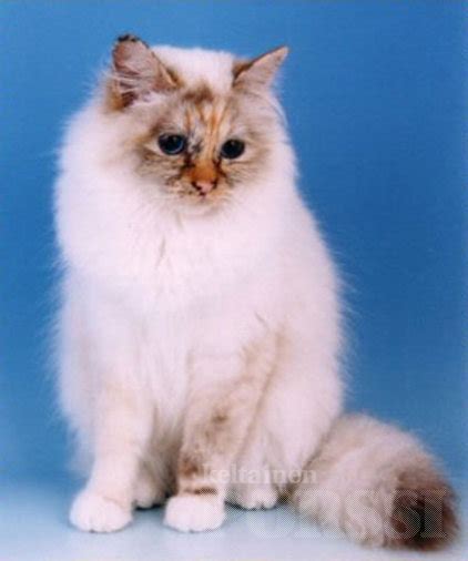 White Birman Cat Image