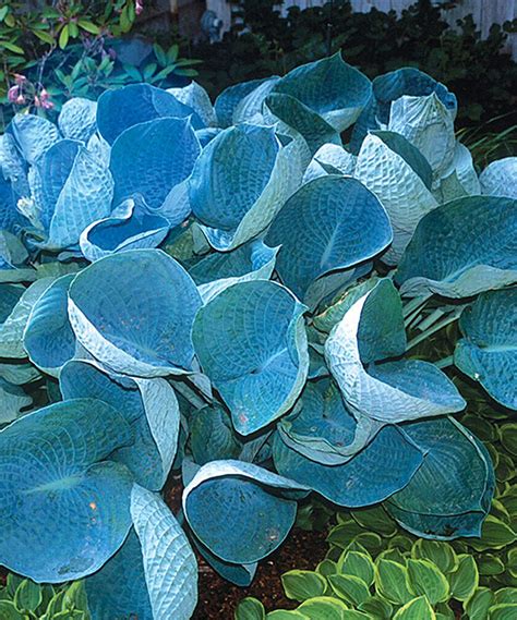 Live Colossal Blue Hosta Shade Flowers Hosta Plants Full Shade Flowers