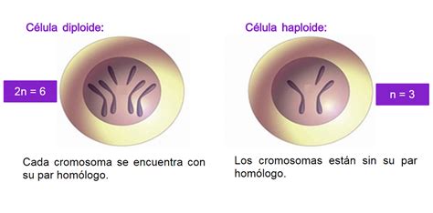 Célula Diploide Y Célula Haploide