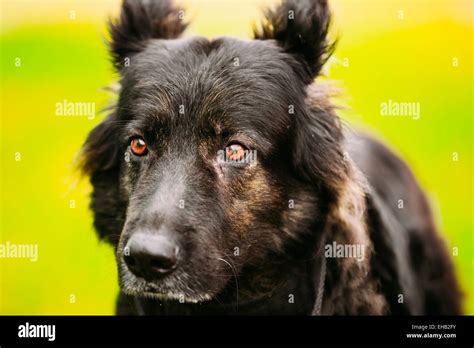 Black German Shepherd Dog Close Up Portrait On Green Background Stock