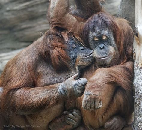 I Love You My Baby Orangutan Animals Animal Photo
