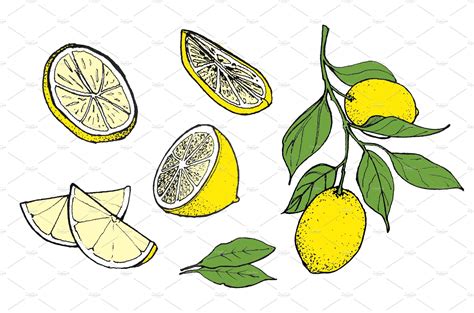 Hand Drawn Lemon Illustration Color By Professional Assets On
