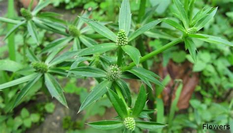 Herbal Plants Sri Lanka Andu Kolal Eryngium Foetidum