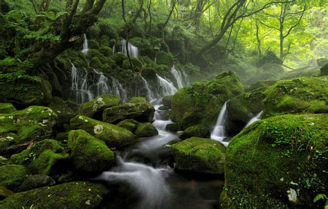 Wallpaper Forest Trees Nature Fog River Stream Stones Waterfall