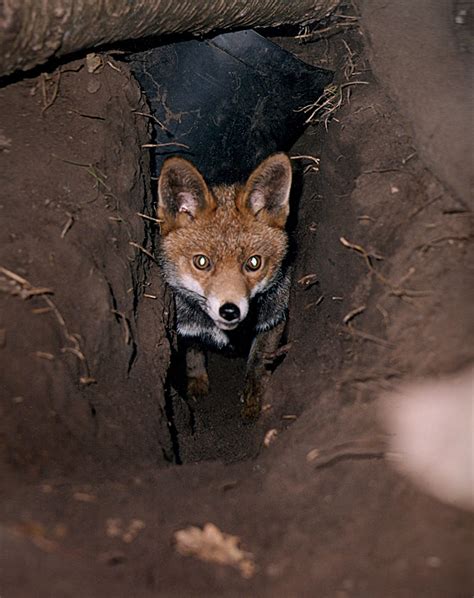 Red Foxes Habitat