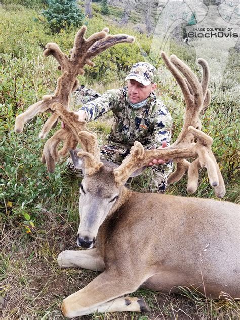 Pending World Record Archery Mule Deer Rokslide