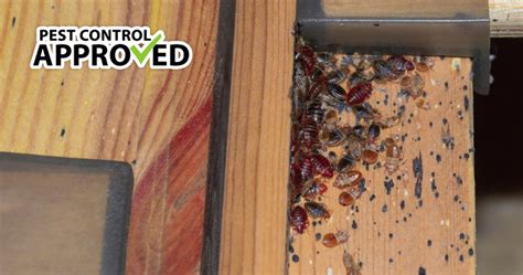 Talon ant killer gel (pest control product): A Complete Guide To Bed Bugs - Pest Control Approved