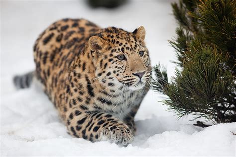 Amur Leopard The Rarest Cat In The World With Only About 30 Of Them