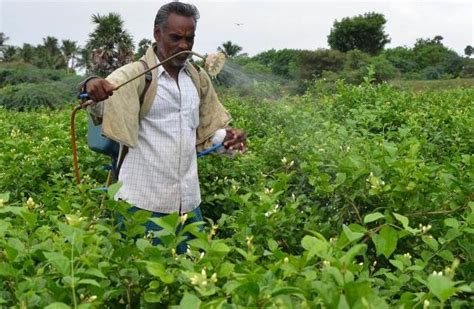 Jasmine Farming Planting Care Harvesting A Full Gudie Agri Farming